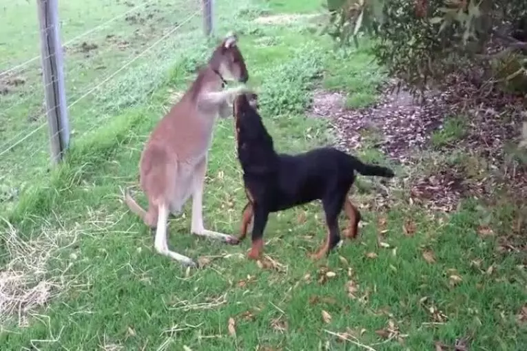 Un kangourou jouant avec un rottweiler