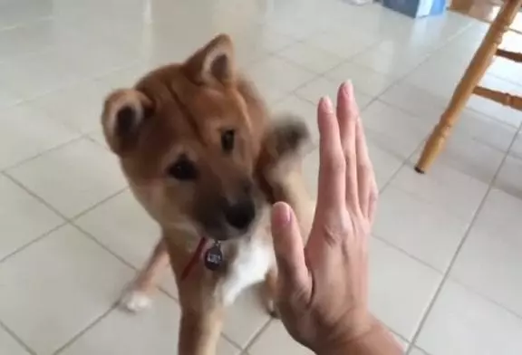 Trois mois vieille shiba inu Kibo donnant high fives