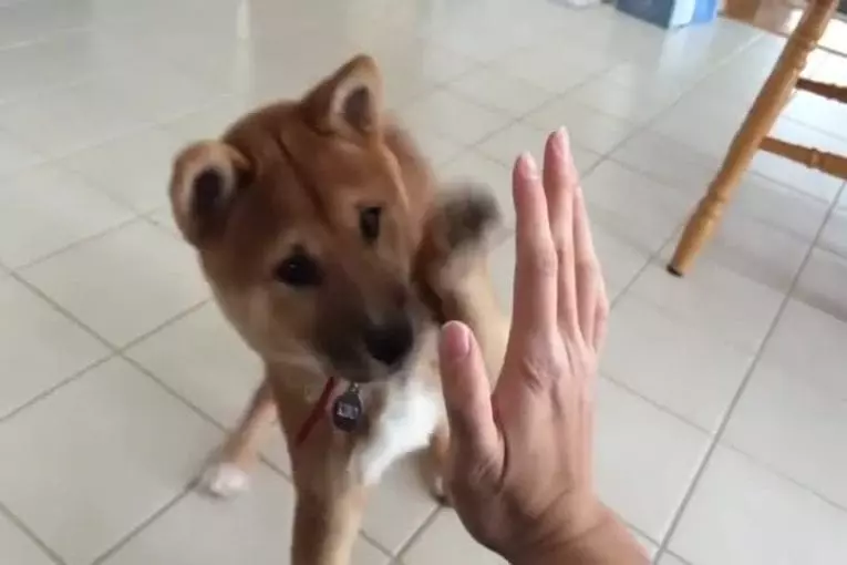 Trois mois vieille shiba inu Kibo donnant high fives