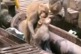 Singe héroïque