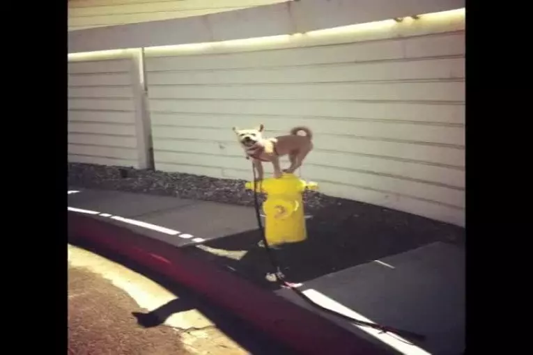 Chien a un passe-temps spécial