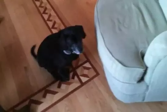 Chien étapes sur les pièges à souris