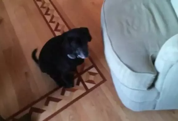 Chien étapes sur les pièges à souris