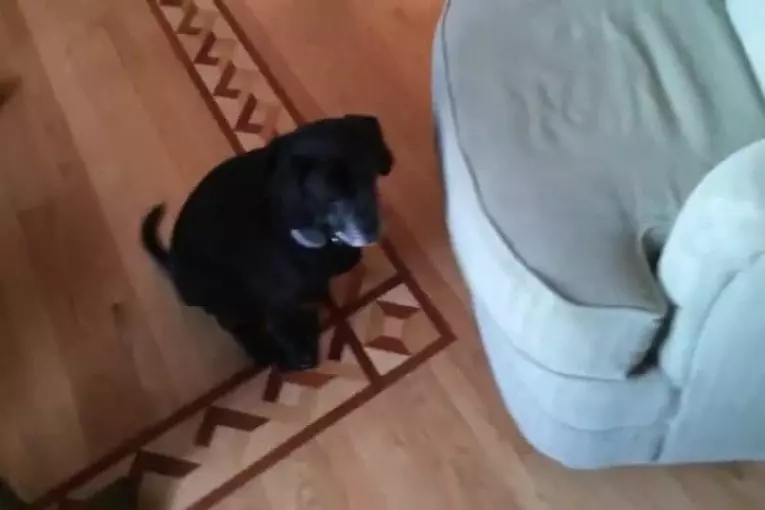 Chien étapes sur les pièges à souris