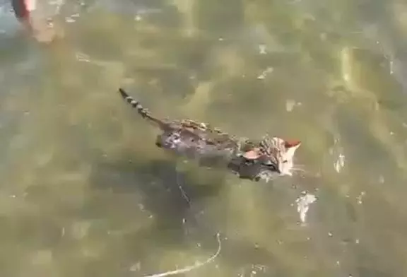 Diego va pour son premier bain à la plage