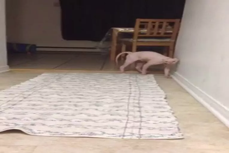 Chat est terrifié de costume d’Halloween
