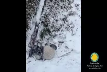 Premier jour de neige de panda au zoo national