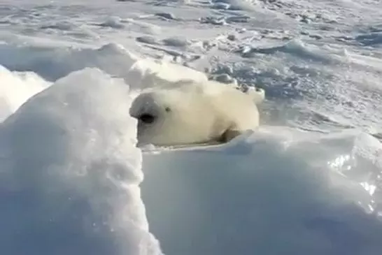 Joint bébé jouant dans la neige