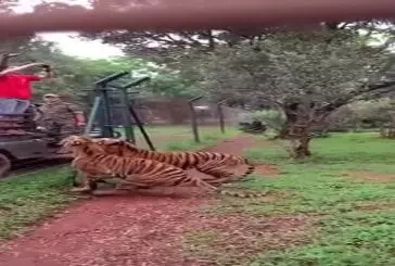 Un tigre saute pour attraper sa nourriture, au ralenti