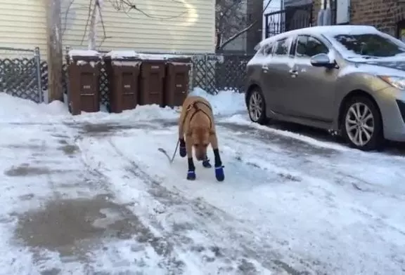 Chien portant des bottes pour la première fois