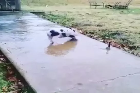 Cochon glisse sur le trottoir gelé