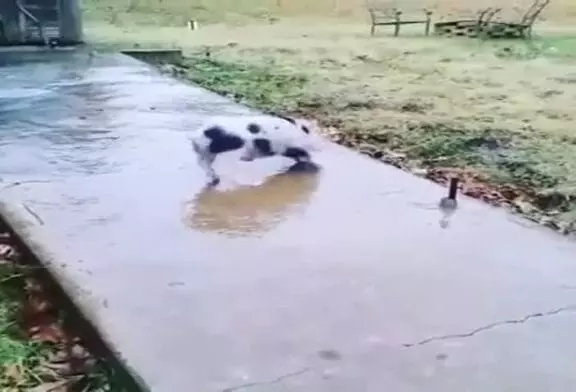 Cochon glisse sur le trottoir gelé