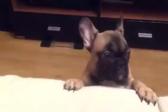 Bouledogue français demande d’aller sur le divan