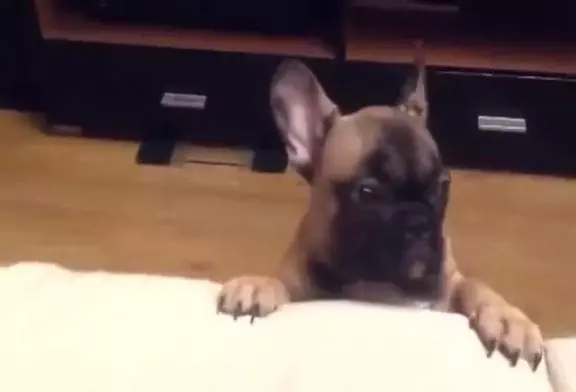 Bouledogue français demande d’aller sur le divan