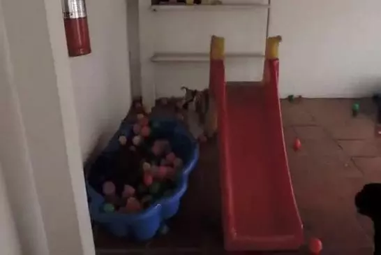 Ce chien aime vraiment fosses à billes