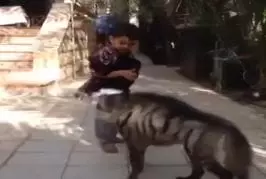 Enfant protège son bébé singe d’une hyène