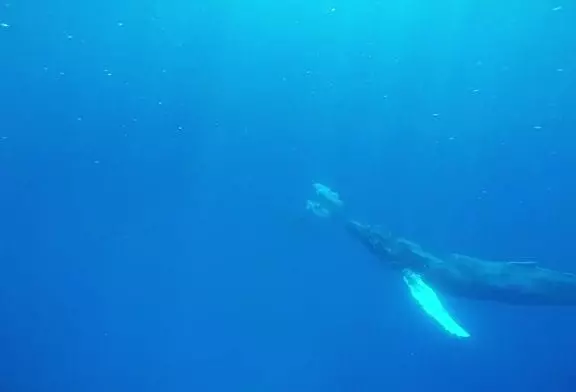 Baleine à bosse pense qu’il est un dauphin