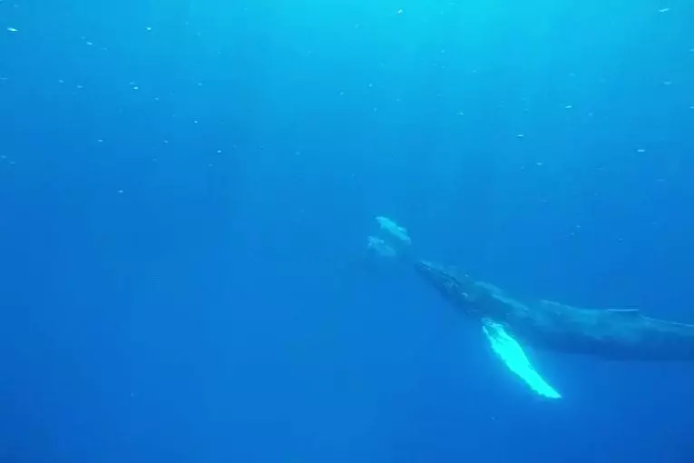 Baleine à bosse pense qu’il est un dauphin