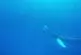 Baleine à bosse pense qu’il est un dauphin