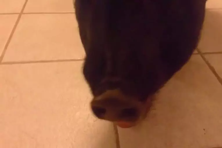 Animaux cochon de son mieux pour profiter d’un citron
