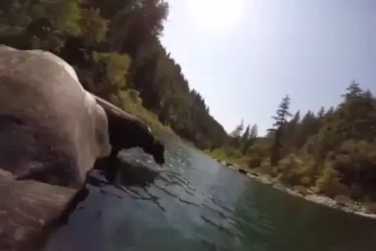 Chien plonge à 4 mètres sous l’eau