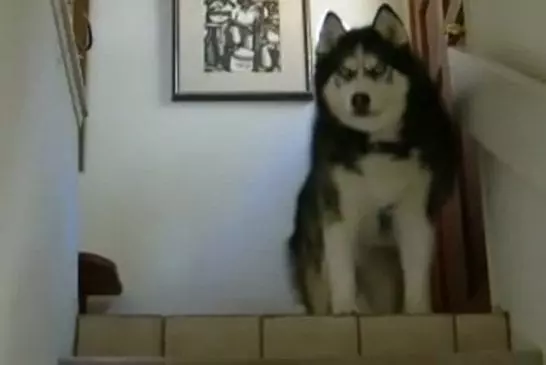 Enorme husky sibérien