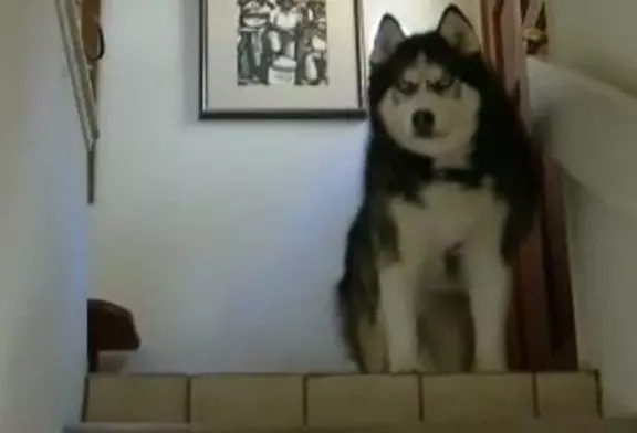 Enorme husky sibérien