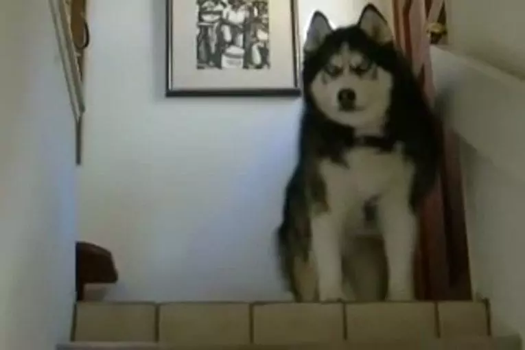 Enorme husky sibérien