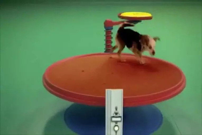 Machine chien Goldberg