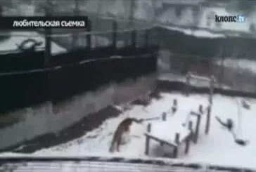 Au zoo russe un tigre a appris à faire des boules de neige