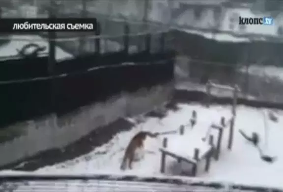 Au zoo russe un tigre a appris à faire des boules de neige