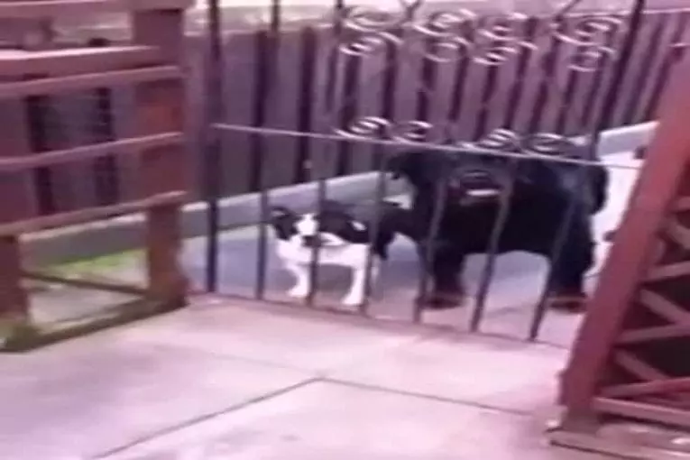 Bonjour dit le chien