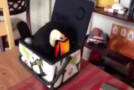 Toucan dans une boîte à coudre