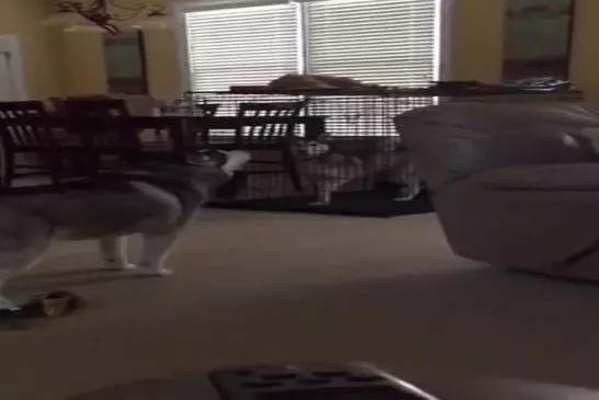 Husky plaidant pour une libération anticipée de prison caisse