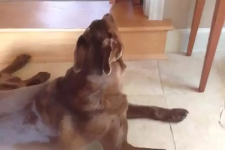 Record du monde du chien respirant le plus vite !