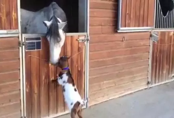 Chevreau tente de coups de tête à cheval adulte