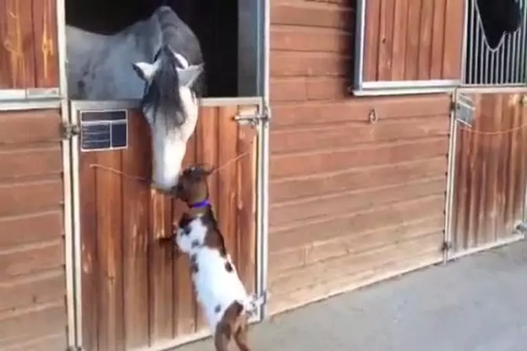 Chevreau tente de coups de tête à cheval adulte