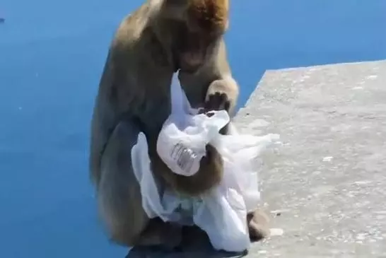 Gibraltar singe voler et manger un sandwich avec désinvolture