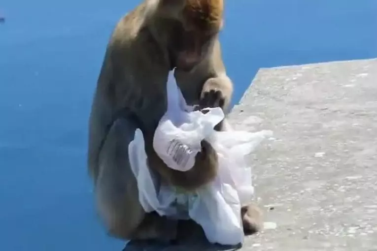 Gibraltar singe voler et manger un sandwich avec désinvolture