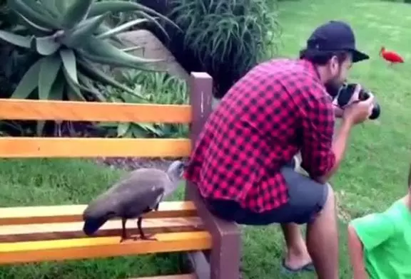 Oiseau pousse gars pour attirer l’attention