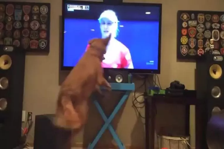 Golden retriever peut pas obtenir assez de tennis de l’Open d’Australie