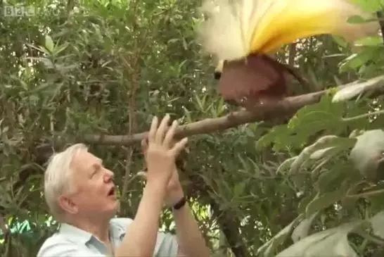 Oiseaux de paradis