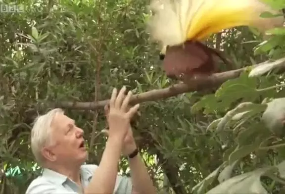 Oiseaux de paradis