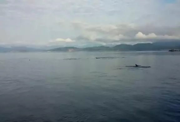 Côte ouest de orca canada