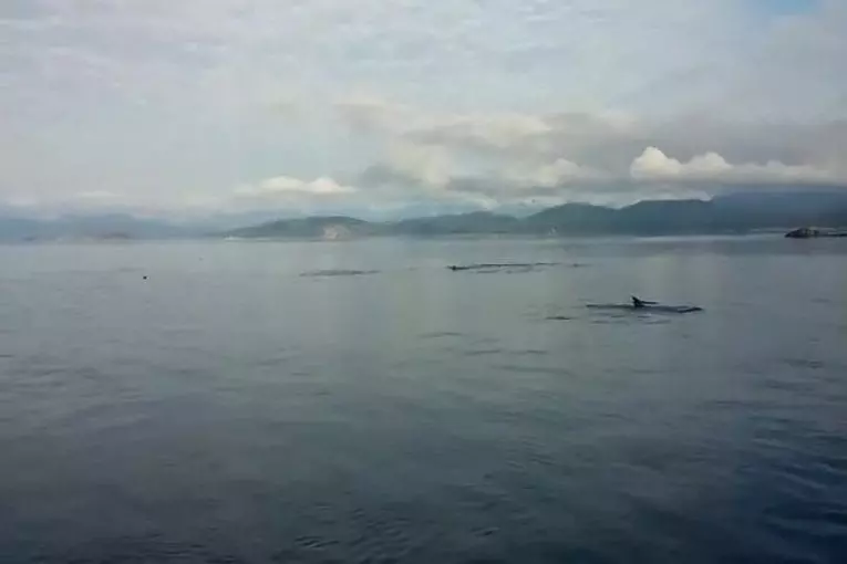 Côte ouest de orca canada