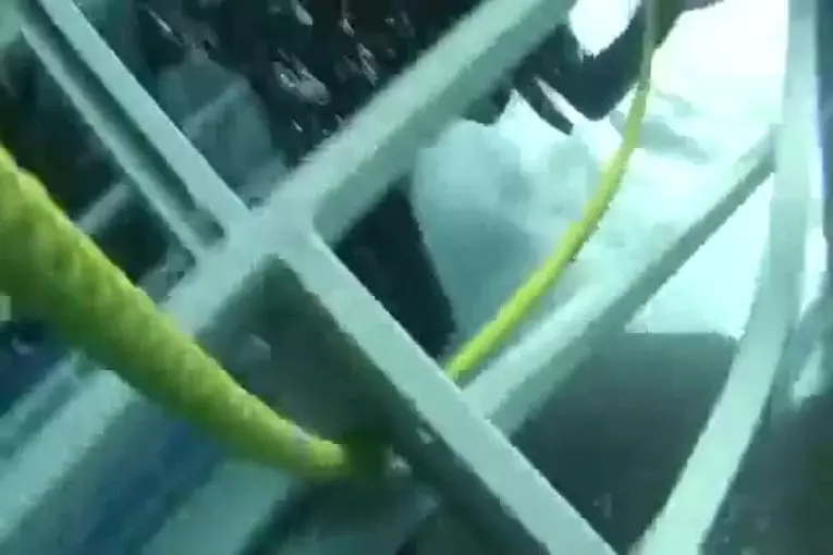 Grand accident de requin blanc