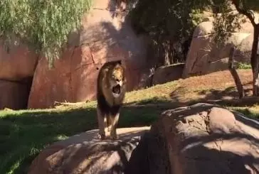 Rugissement d'un lion du zoo de San Diego Safari