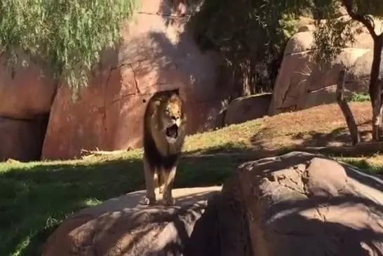 Rugissement d'un lion du zoo de San Diego Safari