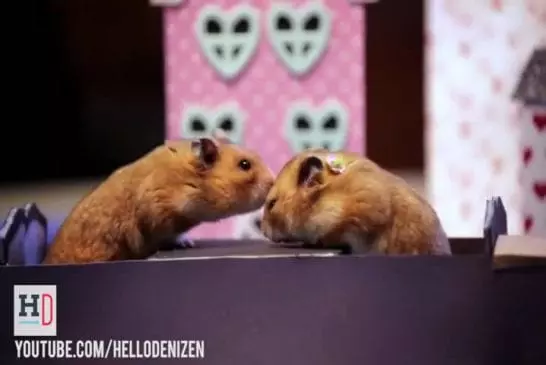 Mise en scène de la rencontre de 2 hamsters