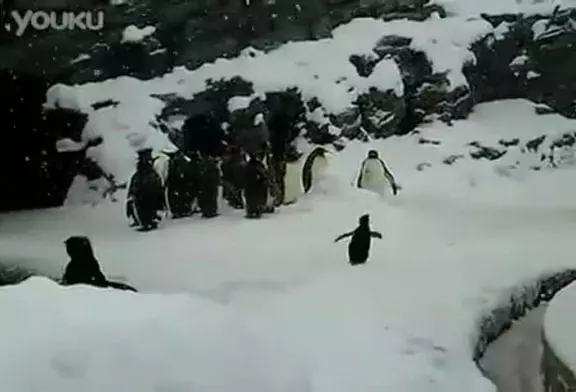 Adorable pingouin joue dans la neige